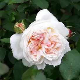 Alb - roz - Trandafiri - Sebastian Kneipp® - 